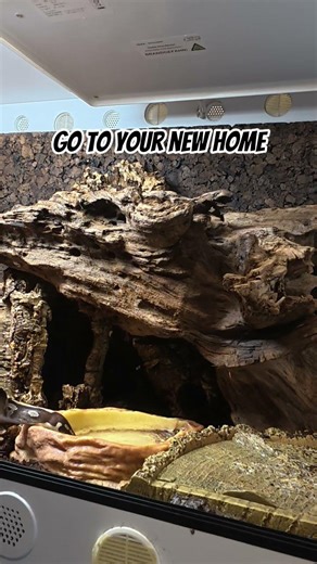 Go to your new home after i've redone it. #snake #königspython #queenie #reptiles