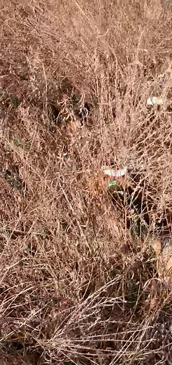 Those skilled hunting rabbit dogs are found here at Catrons kennel | Catron's Kennel