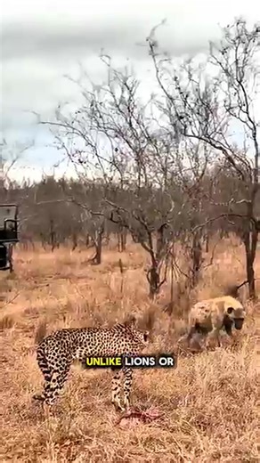 What if the fastest animal on earth was also one of the most misunderstood | Earth's Animal life