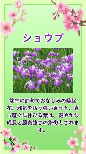 5月5日の誕生花は「ショウブ」。端午の節句を彩る、初夏の訪れを告げる花です。邪気を払い、健やかな成長を願う象徴として、古くから大切にされてきました。#誕生花 #5月5日 #ショウブ#菖蒲