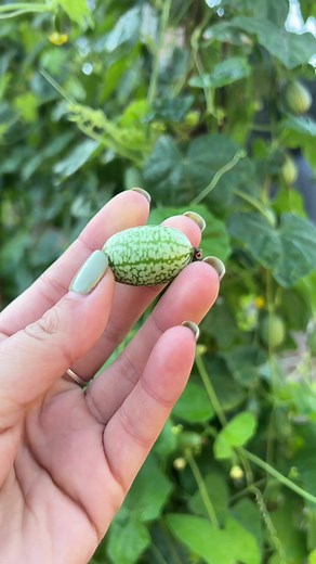 Growing the Cutest Cucamelon Plants for Your Garden