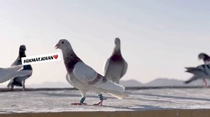 12 reactions | مزید اچھی اچھی ویڈیوز دیکھنے کے لیے اس پیج کو لائیک کریں | Pk kabootar 2.0 | Facebook