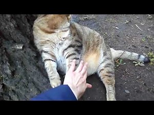 Fat cat Stepan and his girlfriend Lisa