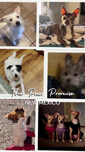 Every single dog you see here was once a rescue — scared, uncertain, and waiting for a chance at love. 🐾 The Paw Promise was created to honor them… and every other animal still waiting to be seen, healed, and heard. 💛 We believe in compassion through action — helping pets through awareness, education, community resources, and support for fosters and rescues across New Mexico. From heartbreak to healing, every story matters. Every paw deserves a promise. 🌟 Join our growing movement of animal a
