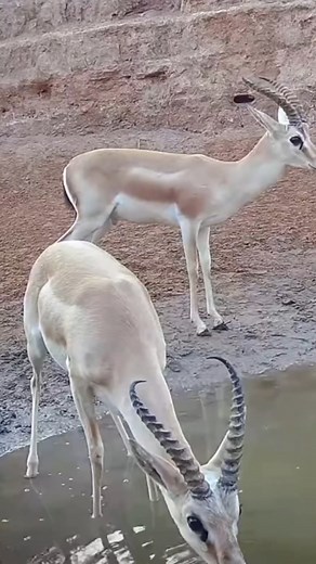 Addax also known as the white antelope #antelope #wildlife #animals #nature #naturelovers #animallover | Wild Wonders
