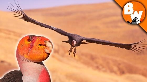 Prehistoric Bird Escapes Extinction