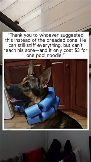 Genius $3 Life Hack for Dogs! 🐶💡