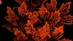 Baby Einstein Classics Season 2 Episode 2 - Baby Monet: Discovering the Seasons in G Major with Normal Color