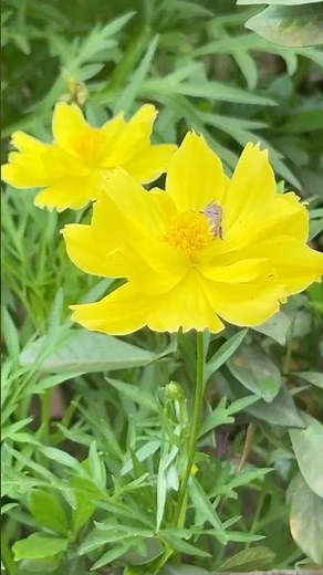 🌱💕🌿How to grow cosmos flower plants 🌱💕🌿