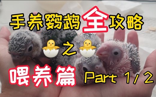 [酷檀子小太阳] 手养鹦鹉最全攻略 | 喂养篇 (Part 1/2)