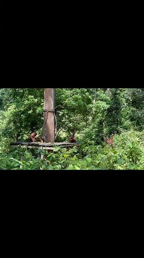 Observing Orangutans, Borneo, Malaysia from Rachael S. 🐒