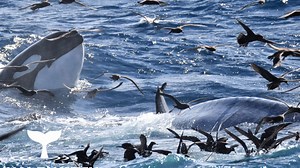 Watch as 50ft blue whale is eaten ALIVE by pack of bloodthirsty orcas