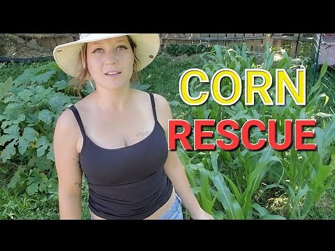 Garden Rescue / HELP! A Storm Blew My Corn Over!