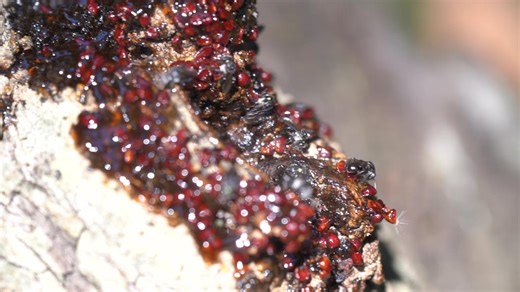 Bee Aware of Your Native Bees (Australia) | Photos of the native stingless bee hive in a log and the bees around the opening | Facebook