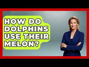 How Do Dolphins Use Their Melon? - The Marine Life Explorer