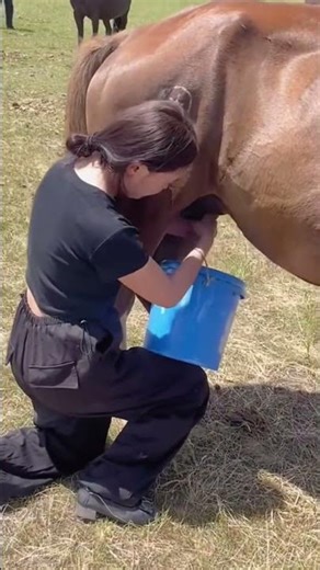 Mare's Milk Collection Process - Unique tools to boost efficiency and streamline work