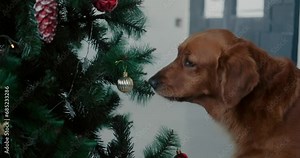 A dog of the Golden Retriever breed sniffs a Christmas tree, side view. A Christmas dog plays with his owner and looks for a treat hidden on the Christmas tree. Merry Christmas with a dog.