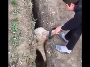 Sheep keeps getting STUCK in a hole after being pulled out HILARIOUS