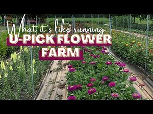 What It's Like Operating as a U-Pick Flower Farm! How We Host You-Pick Flower Events!