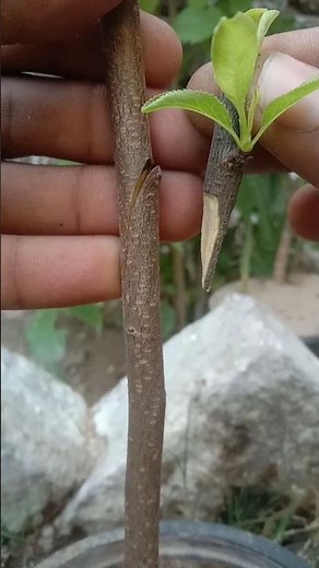 EASY Grafting Techniques You Can Do At Home Now#grafting