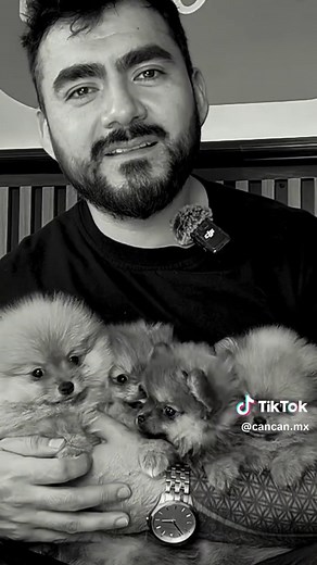 Todo acerca del Pomeranian: más que solo ternura