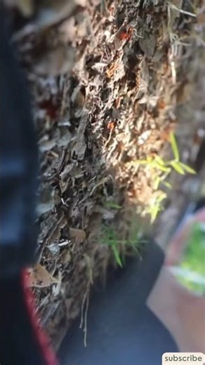 New YouTuber Problems 😂📹 I Can’t Believe I Actually Made Compost! 🌱 My First Compost Update
