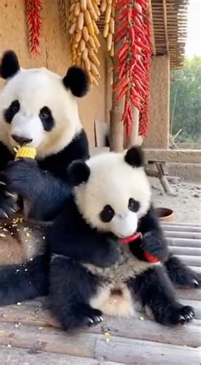 Baby Panda Suddenly Screams… But Why?! 🌶️🐼