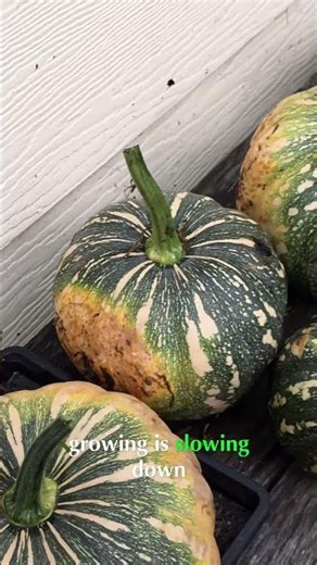 Harvest Pumpkins Food Is Valuable!