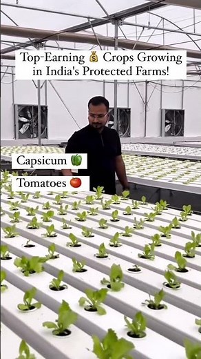 Top Earning Crops Growing in India’s Protected Farms!