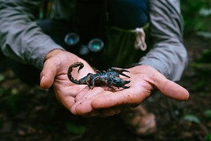 What Does It Feel Like to Get Stung by a Scorpion?
