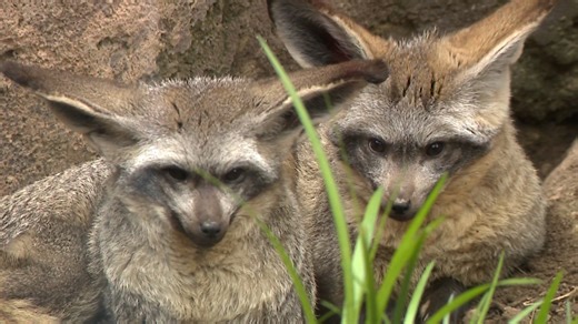 Meet the Fort Wayne Zoo’s Bat-Eared Foxes