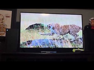 Review of The 2010 DVD Opening of Disney-natures Oceans