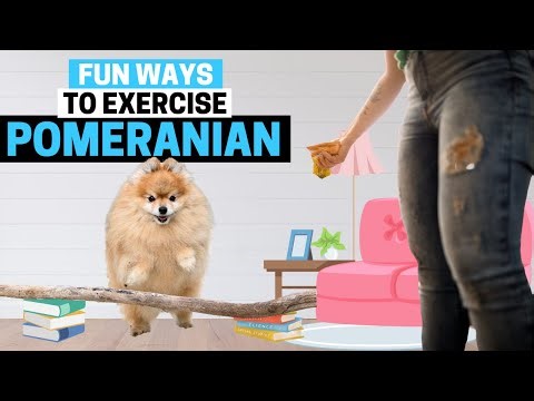 7 Fun Ways to Exercise your Pomeranian
