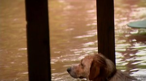 3.9M views · 29K reactions | Check out what this news crew did when they found a dog chained to the front porch of a flooded house! | 12 On Your Side | Facebook