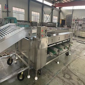 [Hot Item] Fruit and Vegetable Onion Sorting and Grading Machine for Food Processing