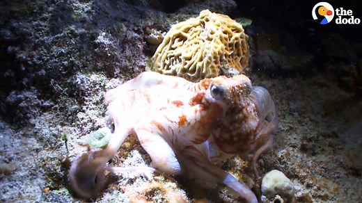 Octopus and squid populations are growing like CRAZY — and scientists have a few theories 🐙🐙🐙 | The Dodo