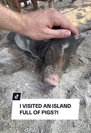Visiting Pig Island in Thailand: A Unique Adventure