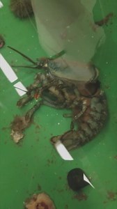 Watch this lobster shed its hard shell