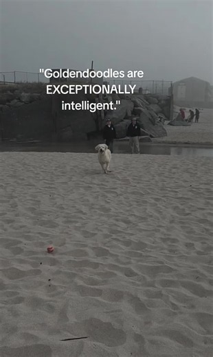 Funniest Smart Dog Moments: What Clever Goldendoodles Do