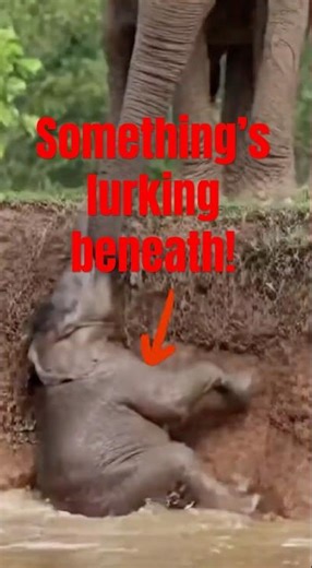 Seconds away from tragedy #animals #wildlife #viral