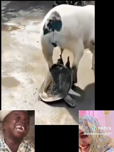 bite the dog tongue #foryou #reelschallenge #reelsviralfb #reelsfb #ad #music #reels #realestate #virals #best #zumba #goodvibes #dance #fun #latto