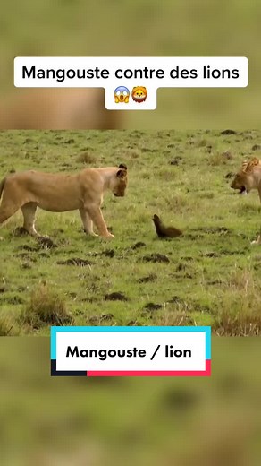 Lions vs mangouste 😱 #divertissement #combat #animaux #animal