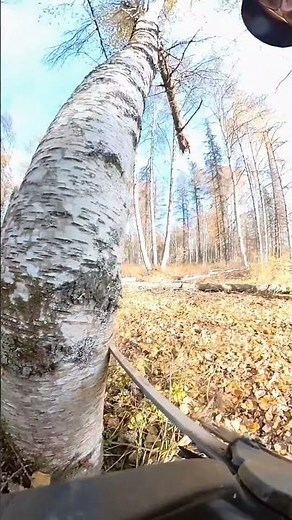 What a nice tree. I love trees.