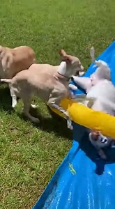 Doggy daycare meets baby water park 😍💦 Bulldog, small pup & the babies living their BEST slide life! 😂🛝🐶👶” #dogreels #babyreels #funnydogs #cutebabies #waterslide #summerfun #dogvideo #babiesanddogs #doglover #bulldog #smalldog #petreels #familyfun #backyardfun #cutepets #funnypets #viralreels #reelsvideo #dogsoftheworld #dogsoffacebook #petvideos #cuteoverload | Pupps Daily
