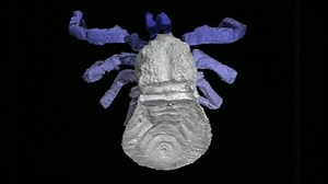Ancient spiders yield 3D secrets