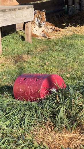 16K views · 778 reactions | Cat nap incoming on 3..2..1.. A soft bed of straw, the warm morning sun, her newfound love & support from you—now THAT'S a recipe for a cat nap, Lucy 李. | Wildcat Sanctuary | Facebook