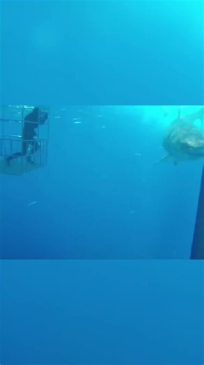 Great White Sharks: The Ocean's Most Fearsome Predator