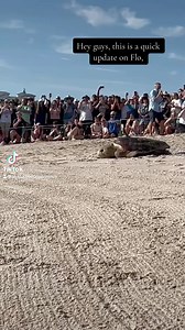 Quick update on FLO 🌊 the loggerhead turtle! She was equipped with a satellite transmitter and released after nesting near Disney’s Vero Beach Resort in partnership with @disneyconservation. Looks like she’s hanging out in The Bahamas right now, a popular foraging area for sea turtles. Follow her on STC’s Turtle Tracker App or at www.tourdeturtles.org | Sea Turtle Conservancy