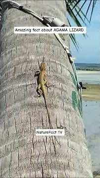 Agama Lizard: The Color-Changing King of Africa! 🦎🔥