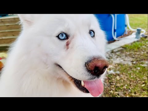 How To Tell If Your Dog Has An Abscess & How to Treat it at Home